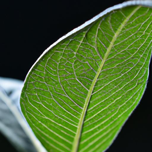 Do Plants Use Cellular Respiration